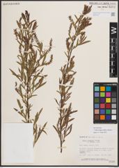 Foto von Salix exigua subsp. interior (Rowlee) Cronquist